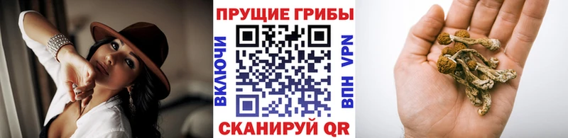 Псилоцибиновые грибы GOLDEN TEACHER  Елизово 